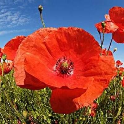 ob欧宝网页版入口